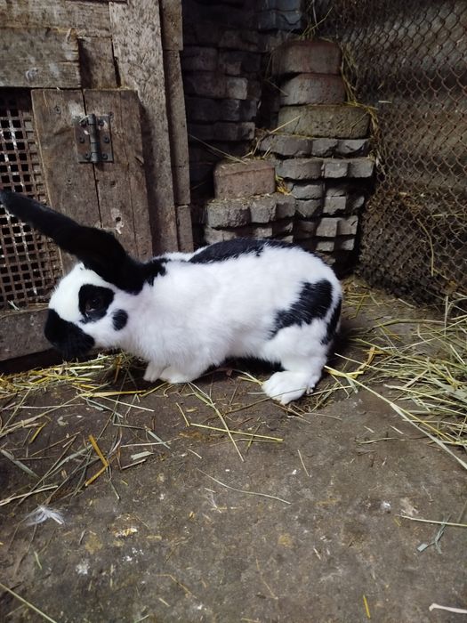 Кролі німецький строкач