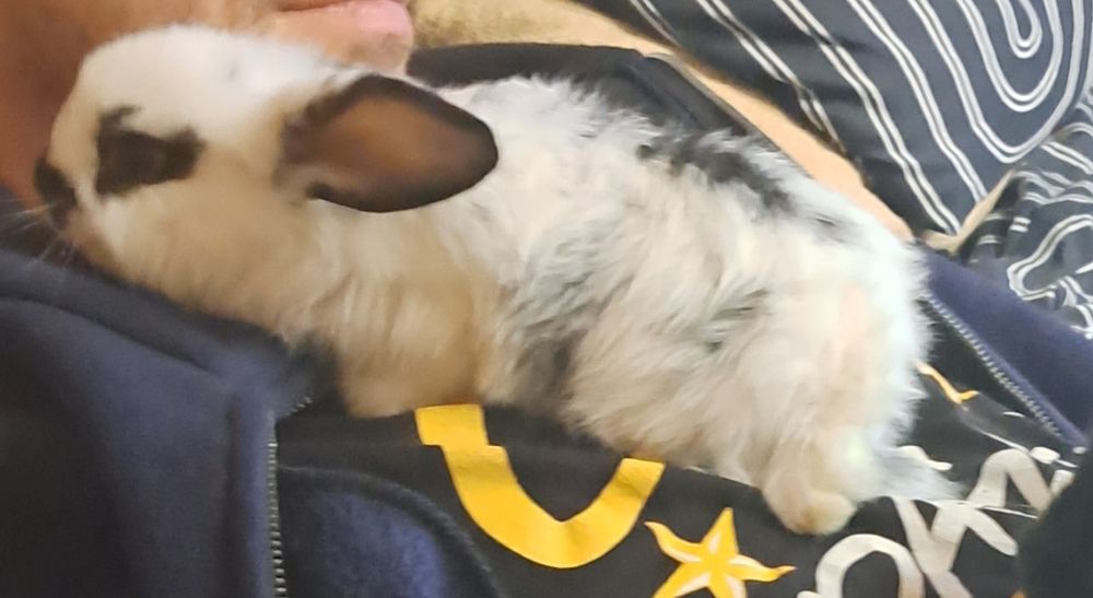 Króliki barany mlode