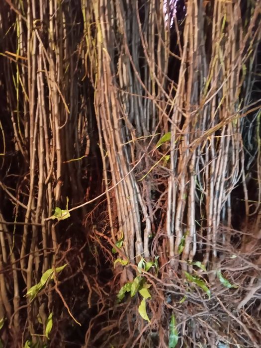 Саженцы плодовых деревьев, Винограда, Хурмы. Цена ниже рыночных