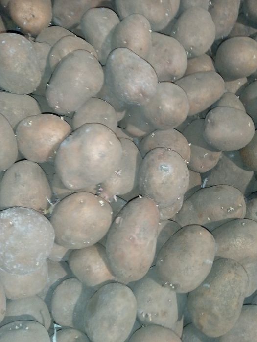 Картопля  середня червона