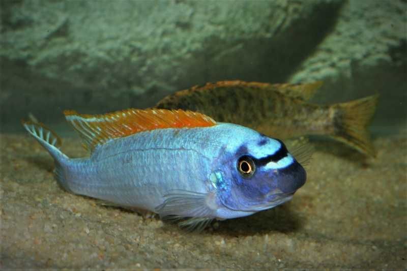 Labeotropheus Trewavasae Thumbi West
