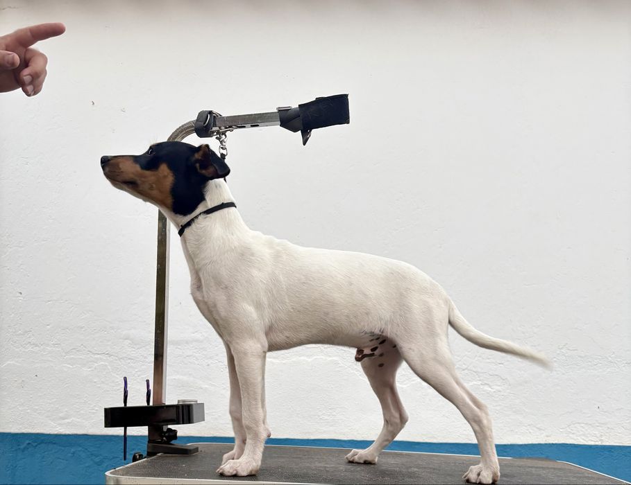 Ratonero Bodeguero Andaluz C/Pedigree e Afixo