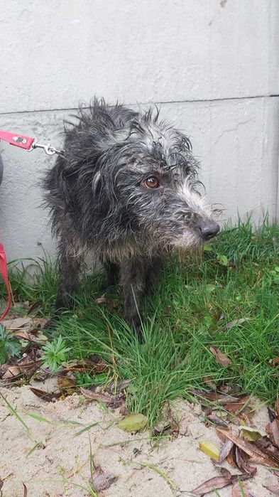 Zamknięcie schroniska - Pilna adopcja - Benek