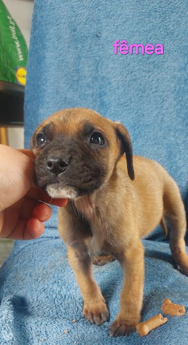 Bebes arraçados de pitbull