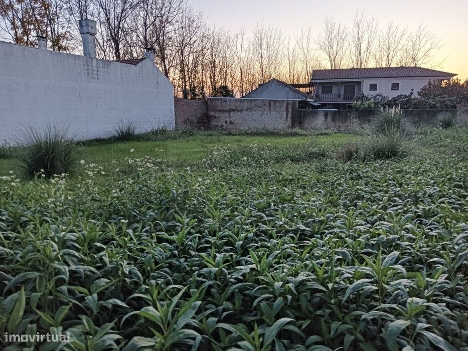 Terreno com 31m de frente para venda Bustos - Oliveira do Bairro