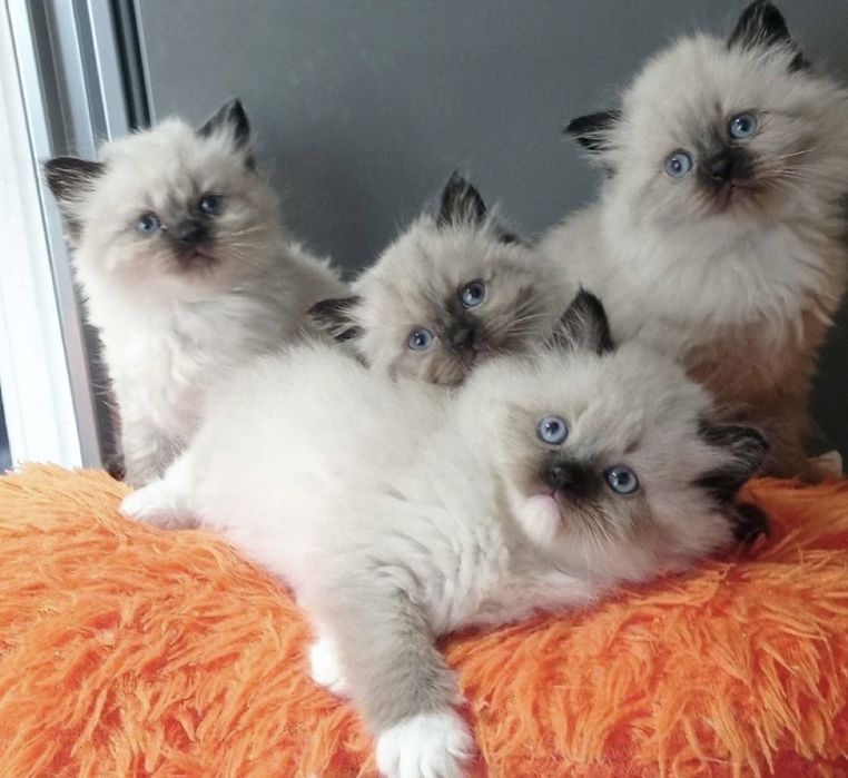 Рэгдолл кошеня очень красивые котята