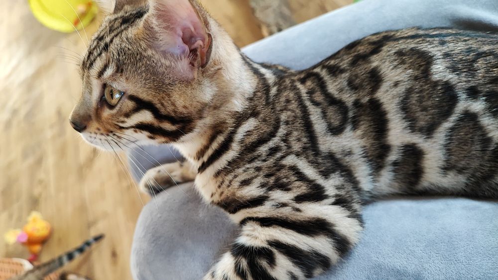 Бенгальськие котята, кошечка бенгалы. Официальный питомник!