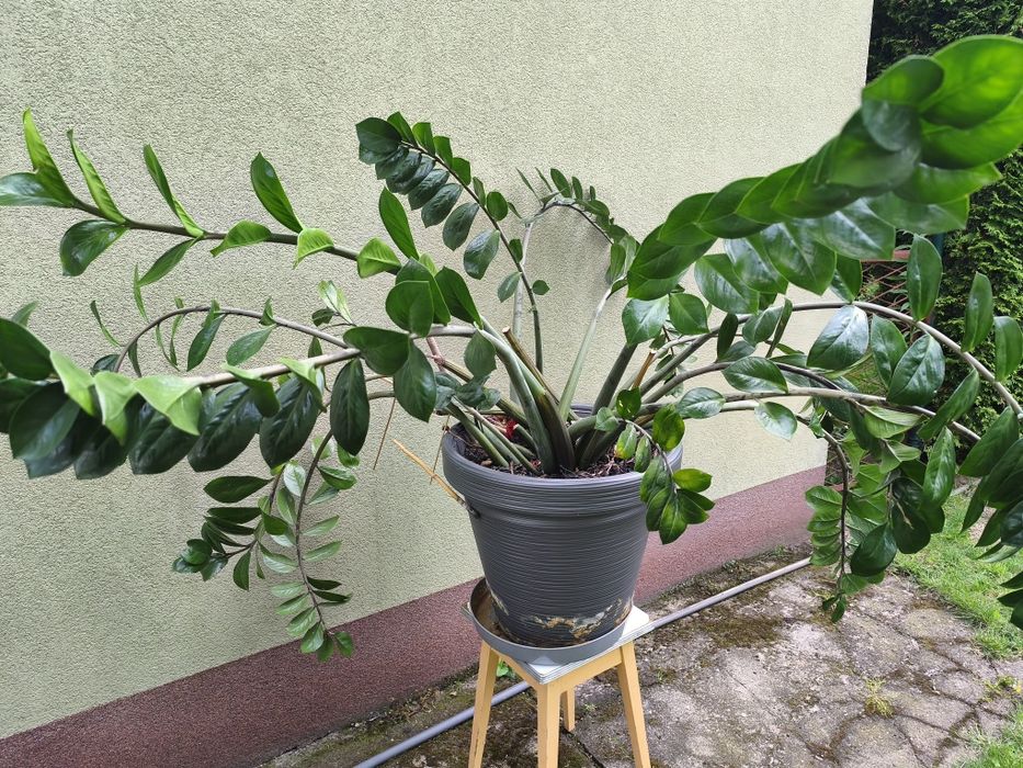 Zamioculcas wieloletni