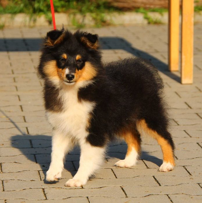 owczarek szetlandzki wiosna 2026