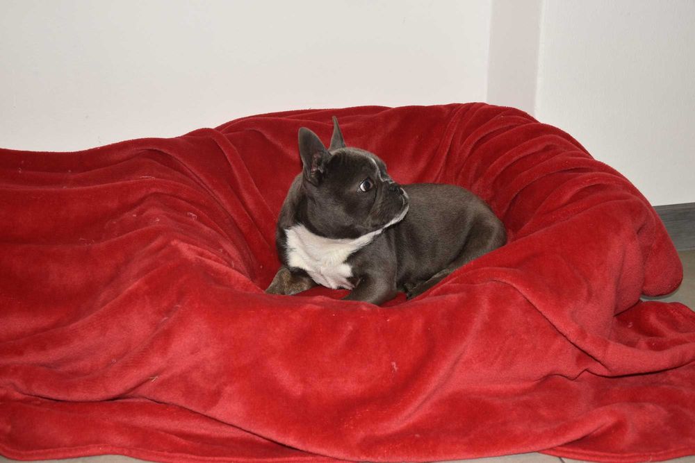 Buldog francuski szczenię blue - PEPPA 4 miesiące aktualna