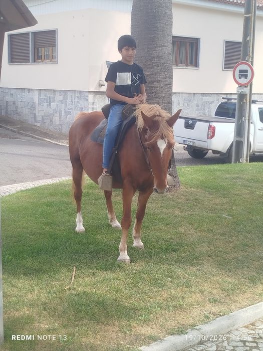 Vendo égua Hafliguer