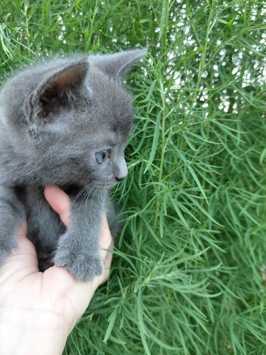 Маленький срібний котик безкоштовно