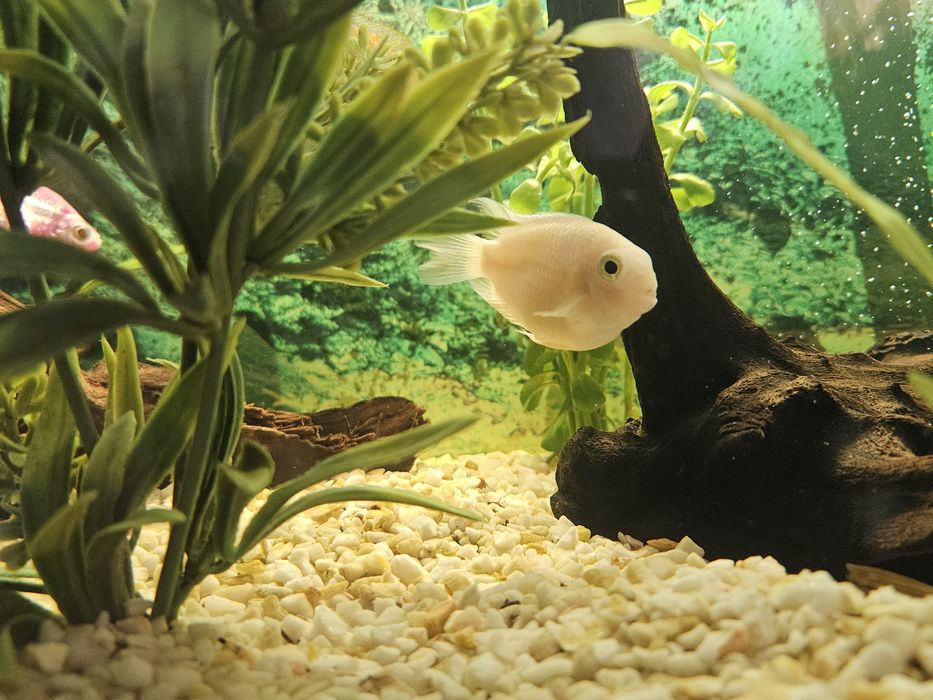 Sprzedam Pielęgnicę Papuzią