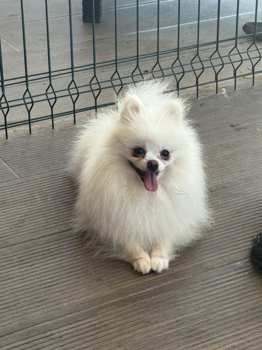 Lulu da Pomerânia Mini Mini