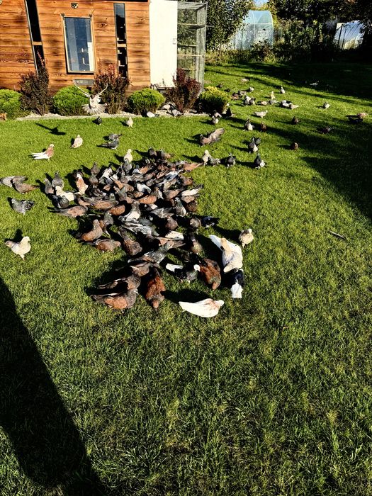 Golebie Kirowogradzkie