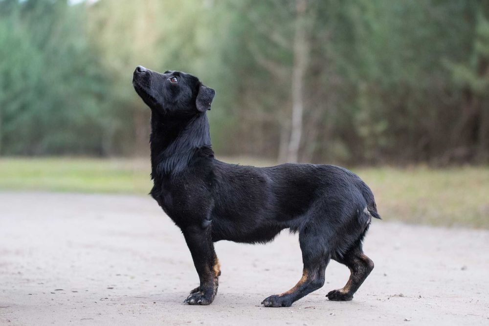 Nitka - maleńka czarnulka - suczka do adopcji