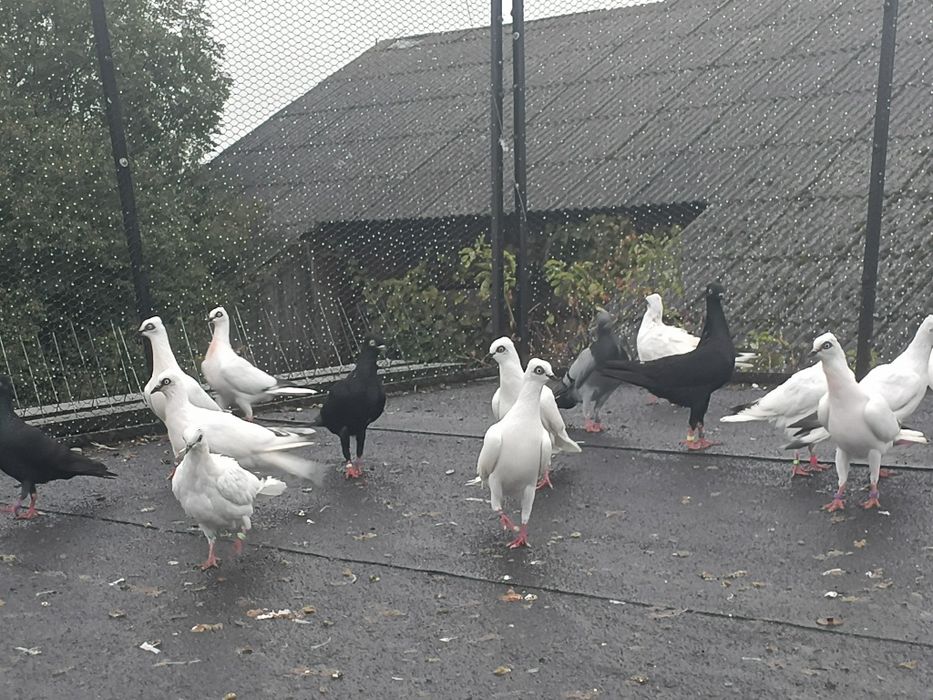 Zamienię gołębie