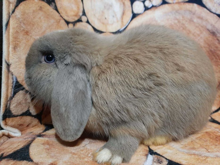Mini Lop Królik karłowaty z hodowli rodowód Kraków