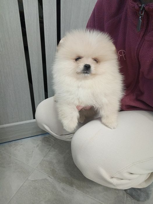 Дівчатка і хлопчики шпіци