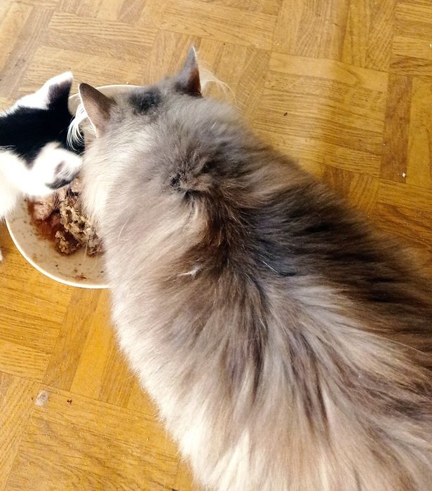 Kotki do adopcji.