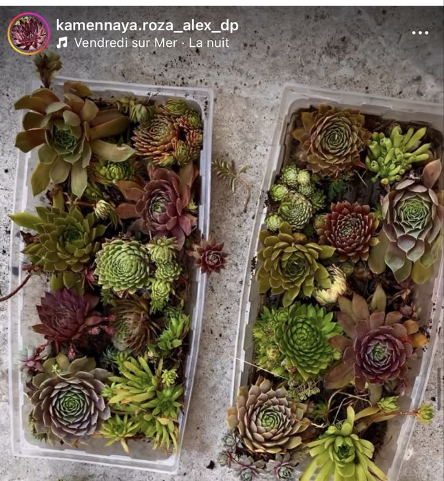 200 грн ЗА ПЛОШКУ сокуленты молодило каменная роза