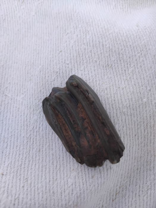 Продам окаменелость