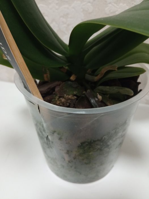 Орхідея мультифлора