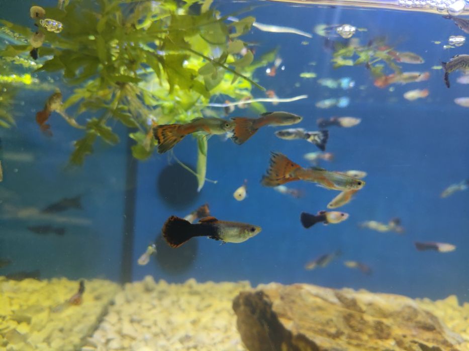 Guppys machos  variados