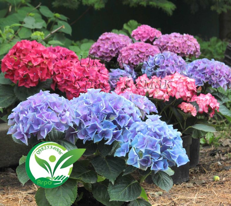 Саджанці гортензії широколистої, блакитна (голуба синя) Broad-leaved