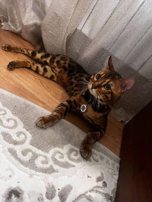 В'язка Бенгальський кіт в'язка Бенгал