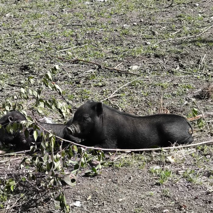 Porco vietnamita macho