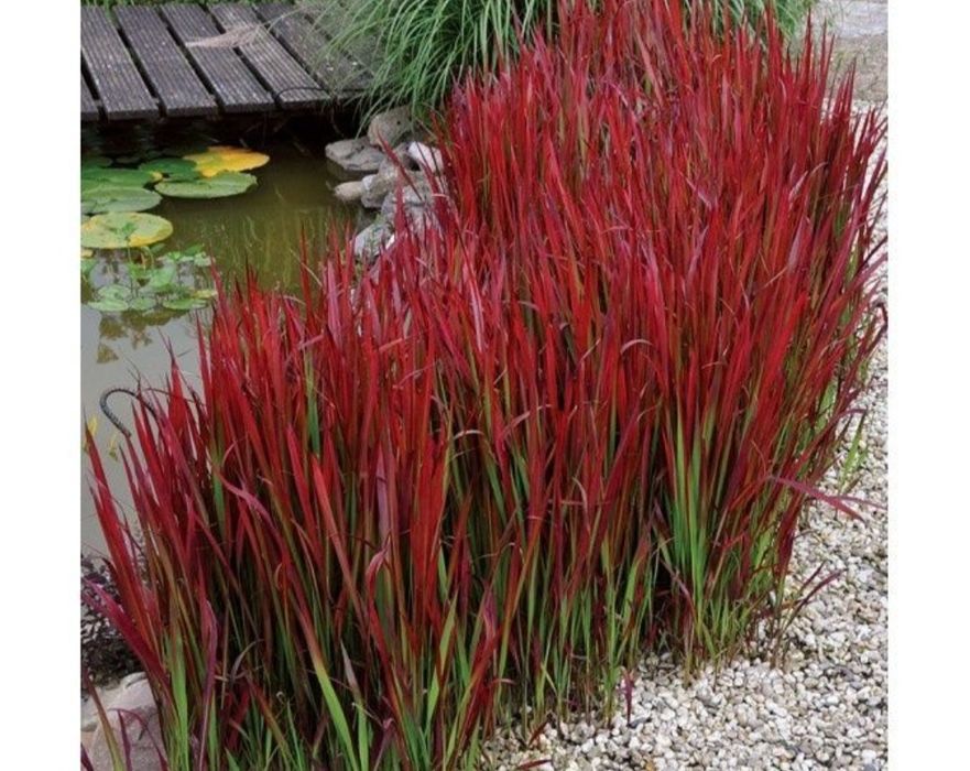 Imperata red baron,  rozplenica japońska rubrum, hameln, turzyca