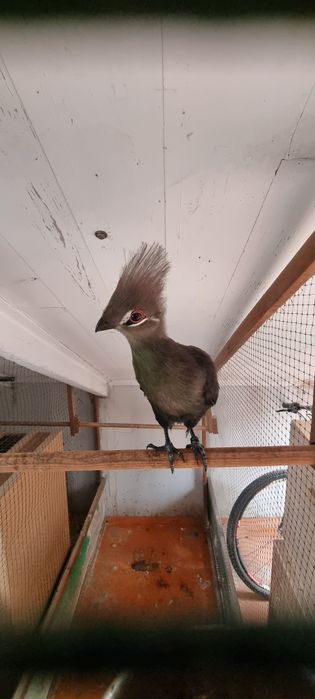 Turaco persa persa