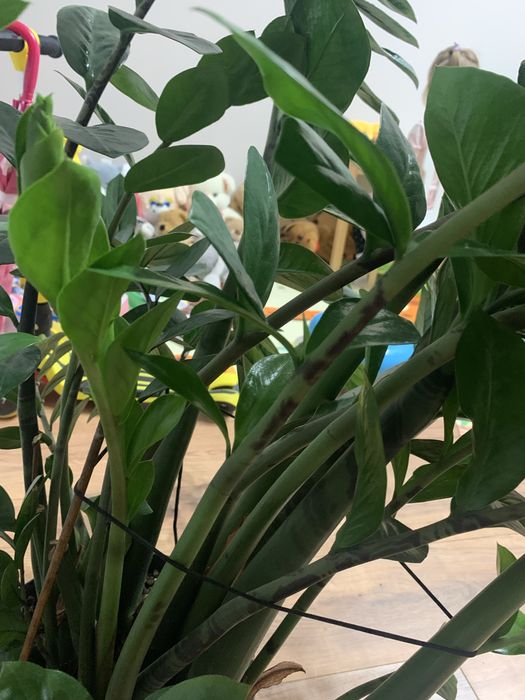 Заміокулькас продам