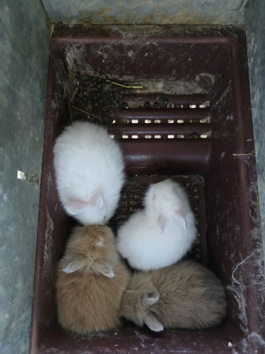 Coelhos anões brancos e castanhos