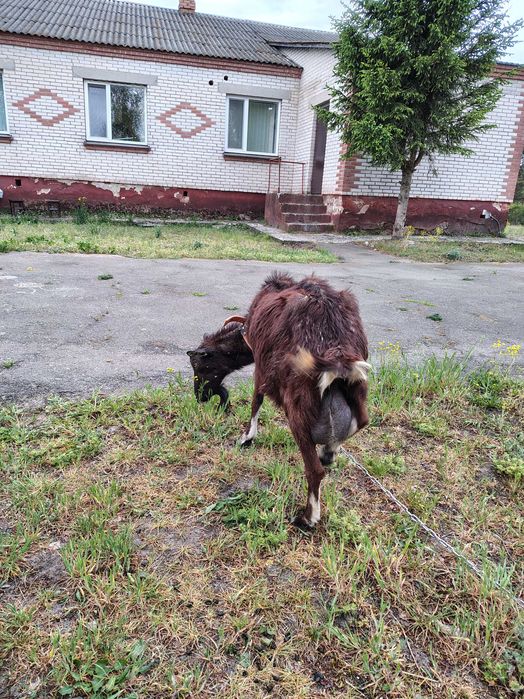 Продам безрогу козу