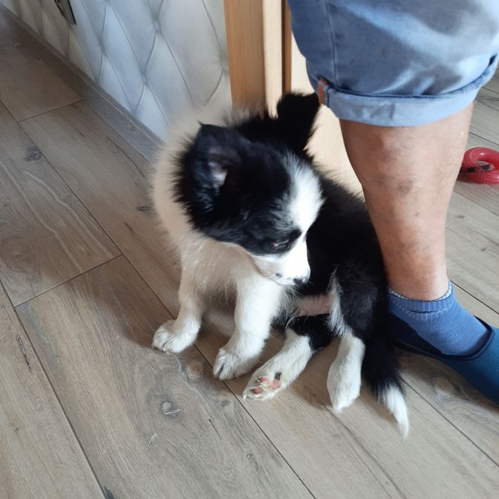 Border Collie piesek