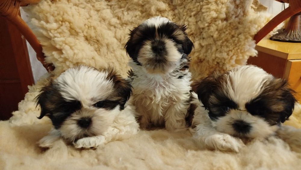 Szczeniak rasy Shih tzu