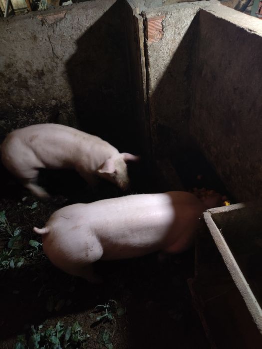 Porcas pietran tenho vários tamanhos