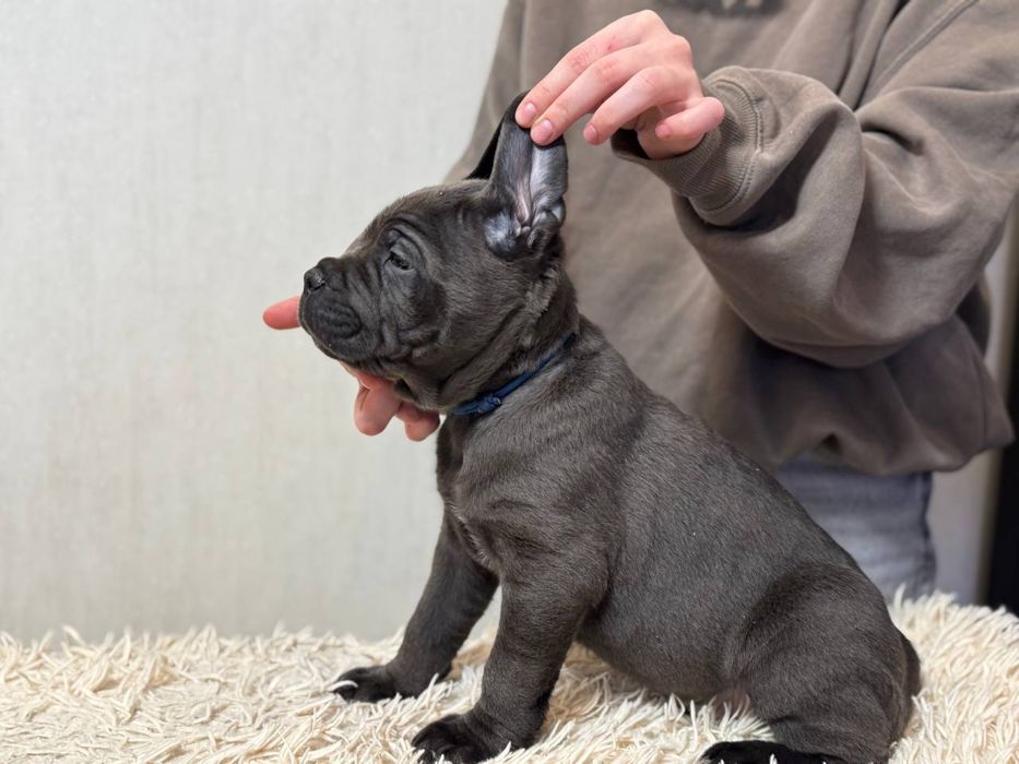Cane Corso щенки