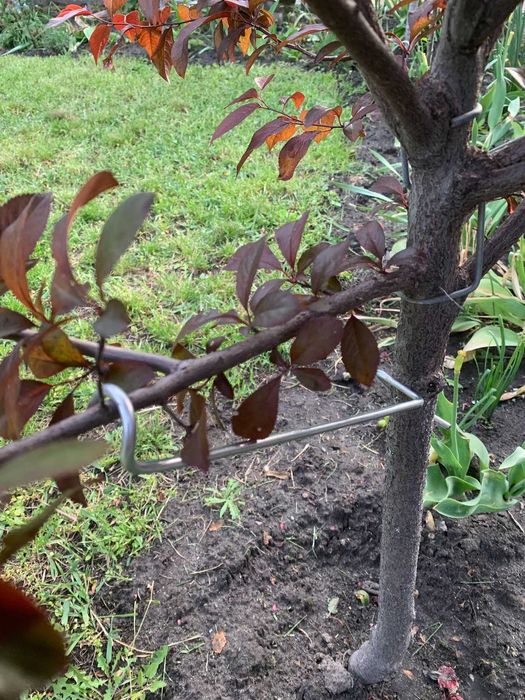 Скоба для фіксації гілок