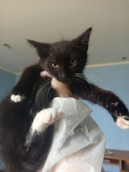 Malutki kocurek do adopcji