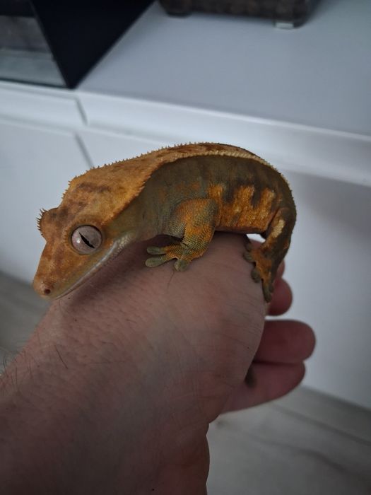 Gekon Orzesiony Samica