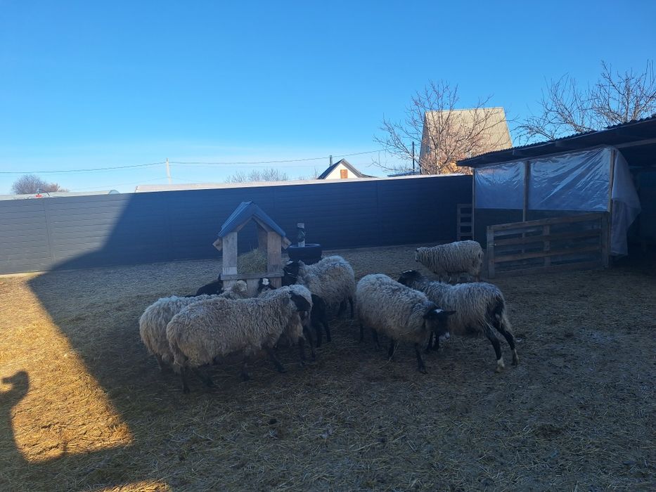 Барани Вівці молоді