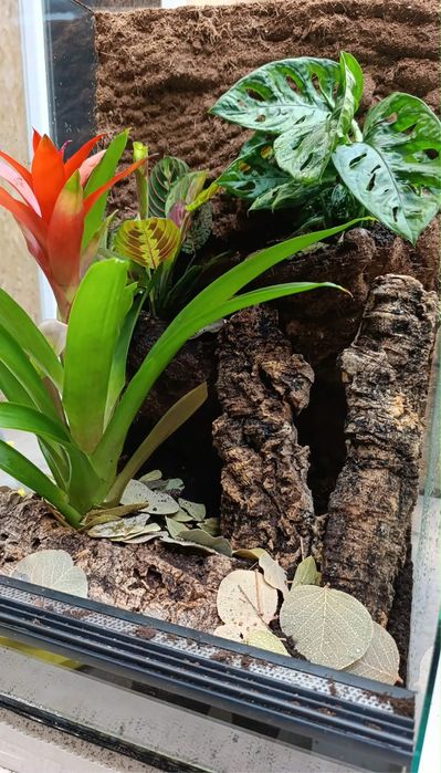 Terrarium 40x40x60 z pełną aranżacją