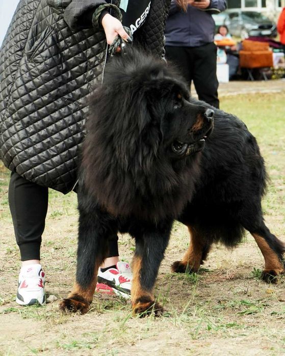 вязка тибетського мастифа