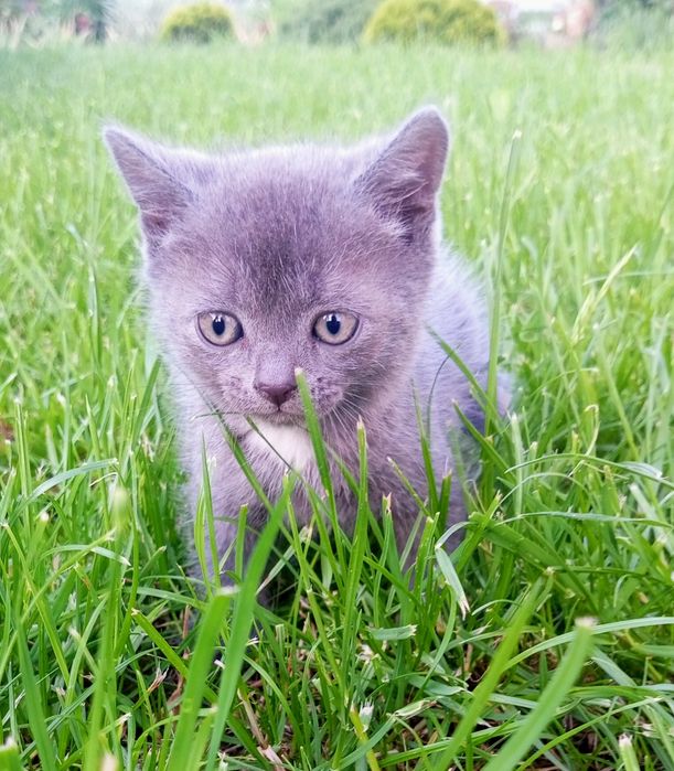 Котики британчики, дівчатка і хлопчики.