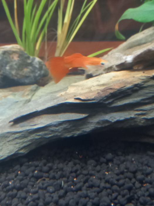 Peixes Guppys de diferentes variedades