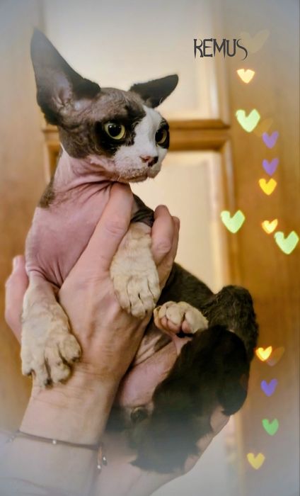 Devon rex Remus unikatowy kocurek
