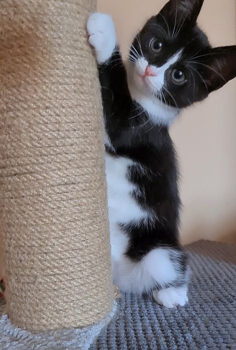 Миле кошеня в добрі руки(киця, кішка, кіт, котик, котеня)